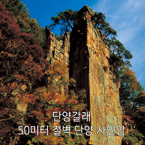 [원고료有][인스타 포토피드]  단양갈래 어플 서비스 방문미션 체험단